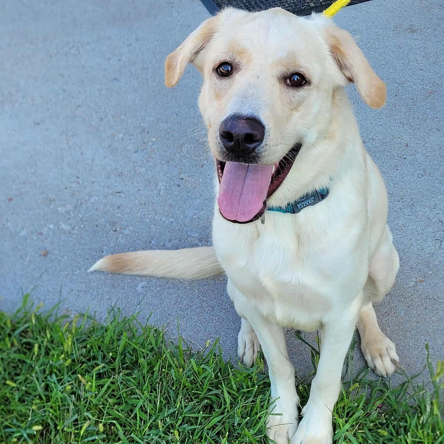 Eclipse, Adopted, Young Male Yellow Labrador Retriever & Great Pyrenees.