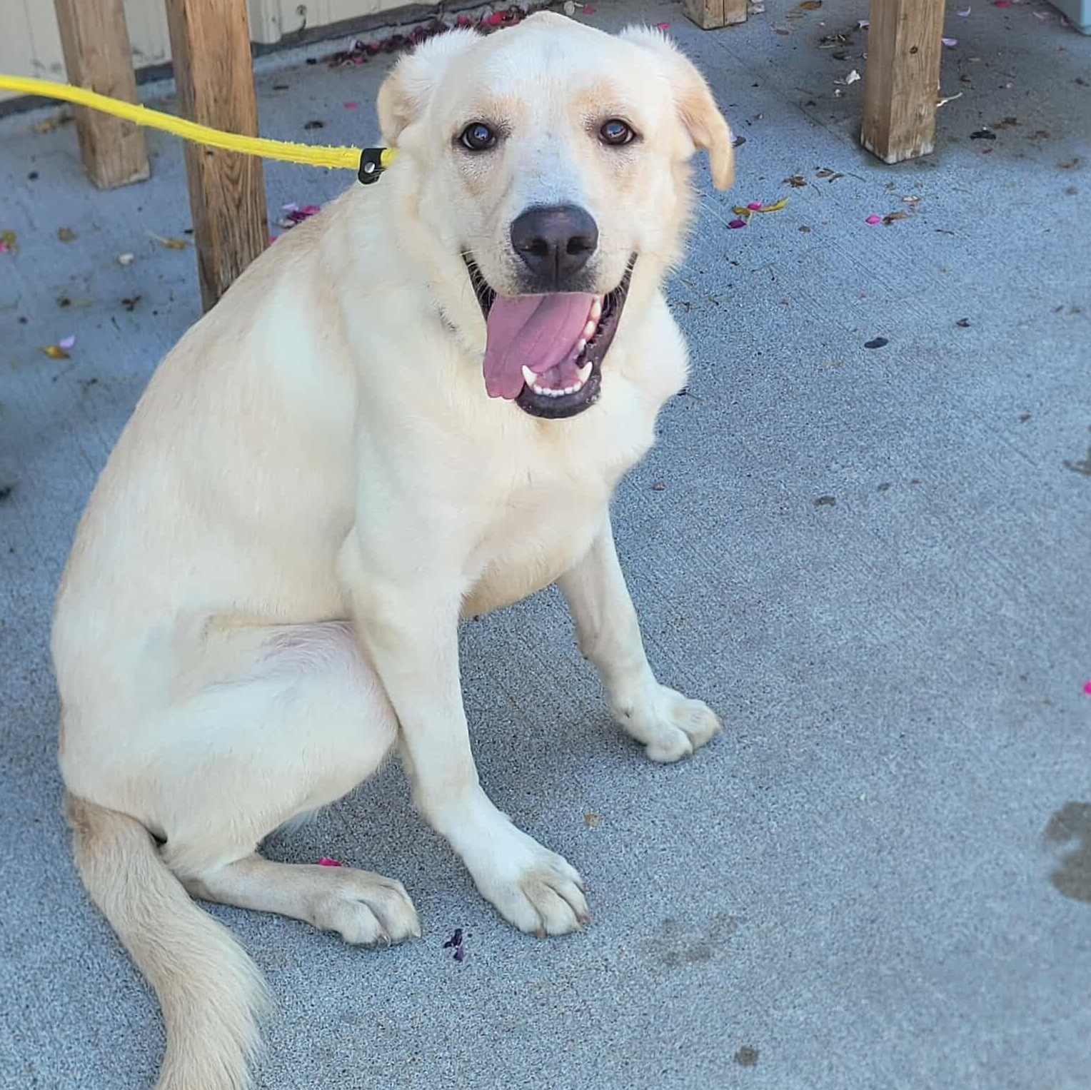 Enlarge Eclipse, a Adopted mixed breed in ONeill, NE image 2/2