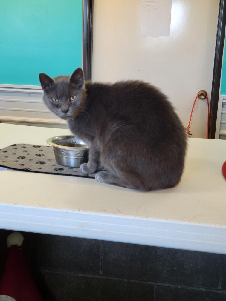 Breezy, adopted, Adult Male American Shorthair.