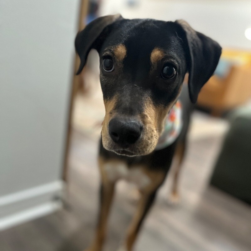 Dog for adoption Wednesday Addams, a Beagle & Miniature Pinscher Mix