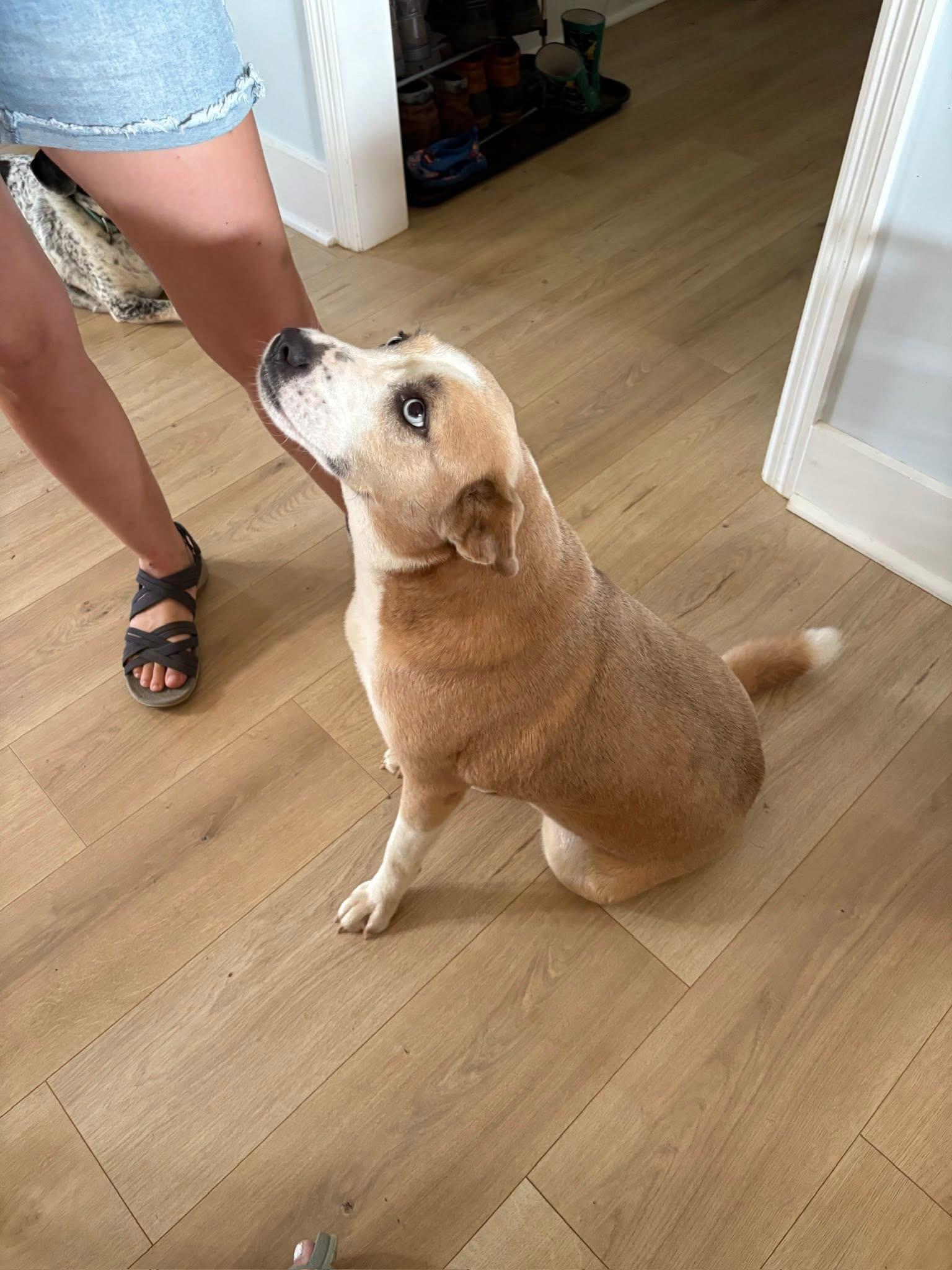 Daisy, Adoptable, Adult Female Husky & Golden Retriever.