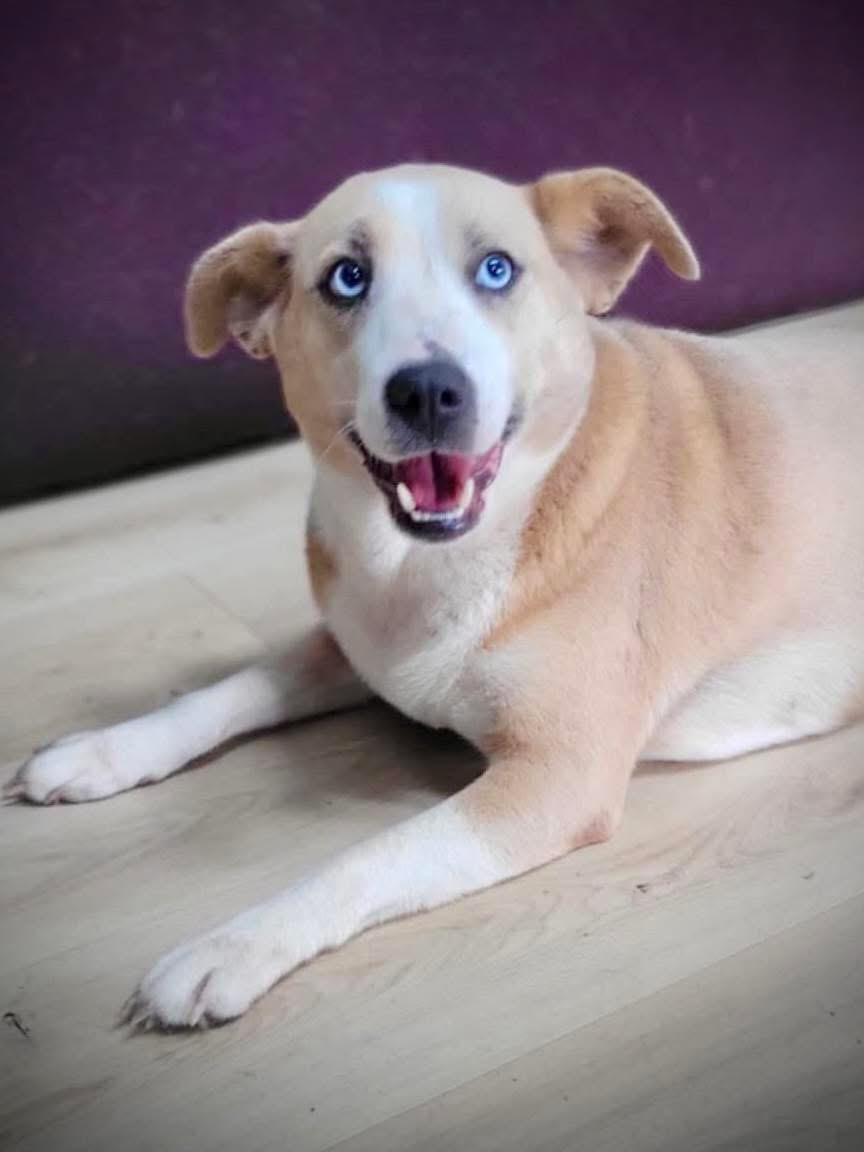 Daisy, a Adoptable mixed breed in grant, AL image 3/4