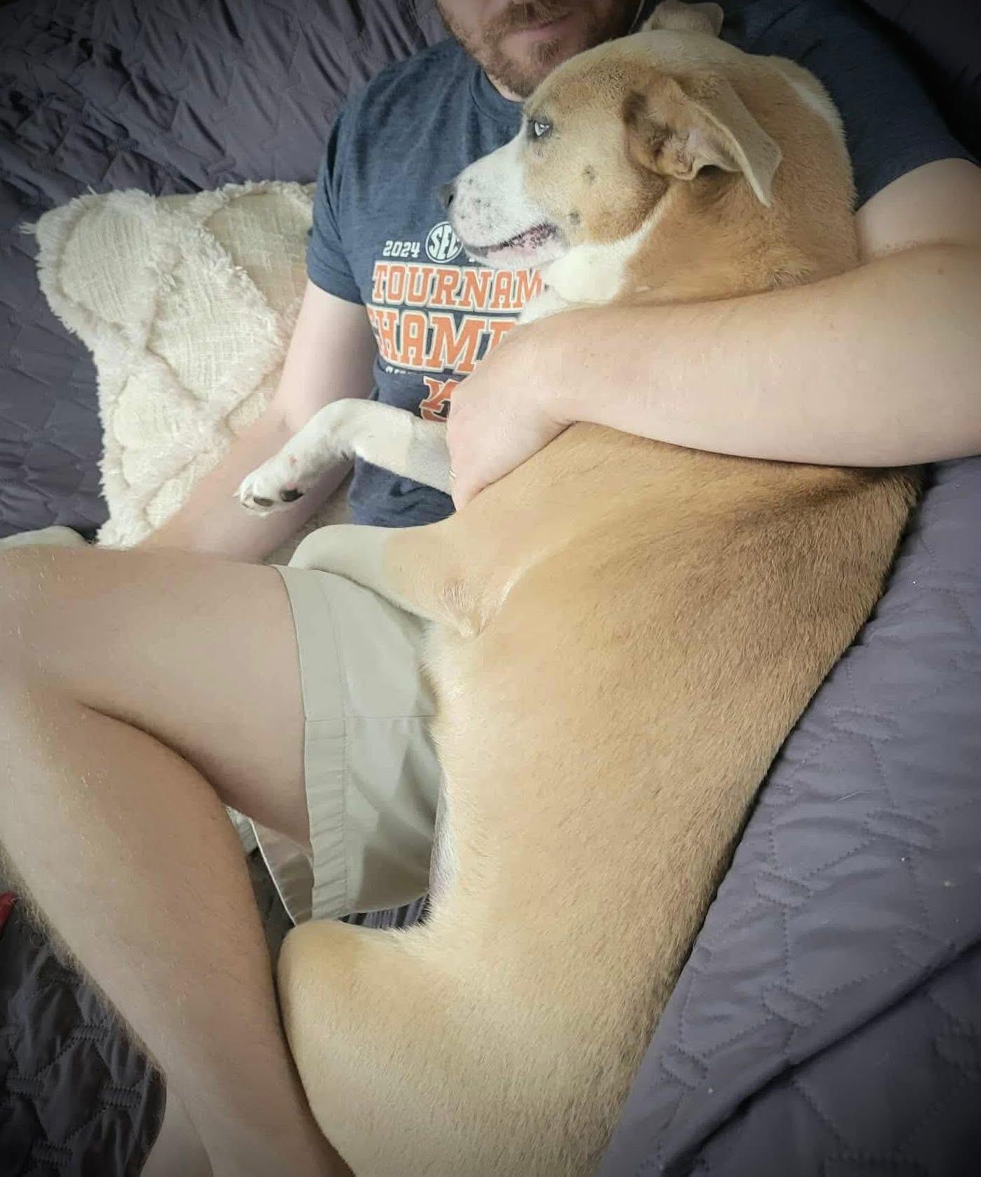 Daisy, Adoptable, Adult Female Husky & Golden Retriever.