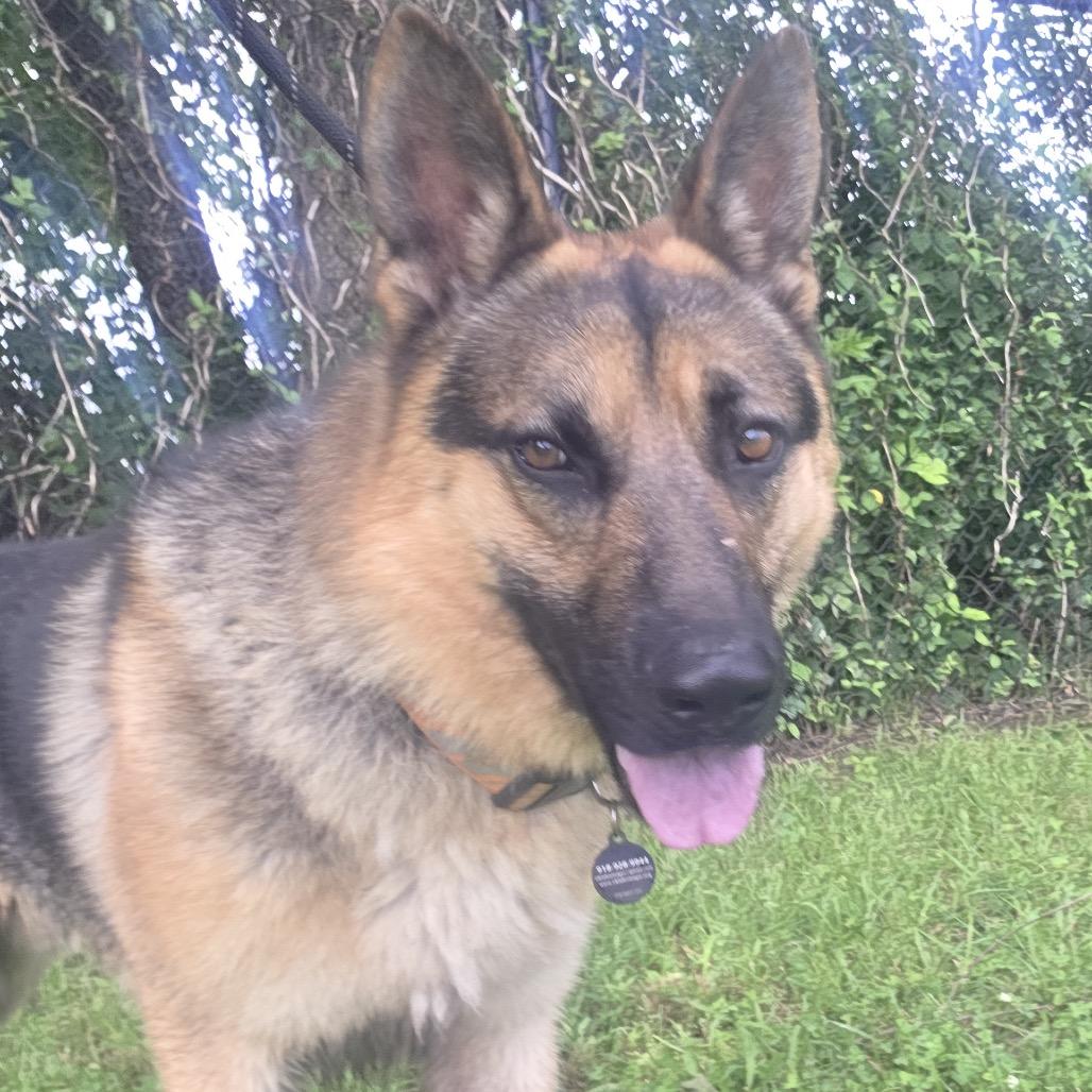 Enlarge Simba, a Adoptable German Shepherd Dog in Tulsa, OK image 1/6