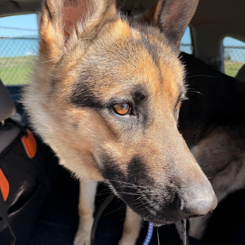 Enlarge Simba, a Adoptable German Shepherd Dog in Tulsa, OK image 2/6