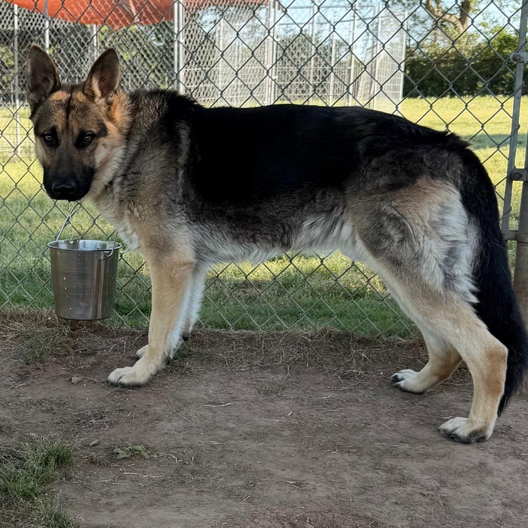 Enlarge Simba, a Adoptable German Shepherd Dog in Tulsa, OK image 3/6