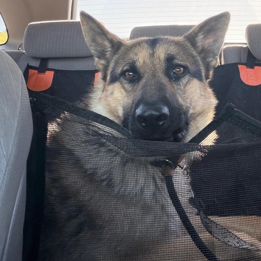 Enlarge Simba, a Adoptable German Shepherd Dog in Tulsa, OK image 4/6