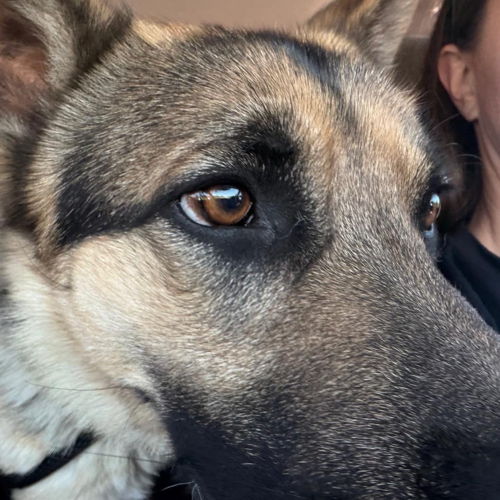 Enlarge Simba, a Adoptable German Shepherd Dog in Tulsa, OK image 5/6