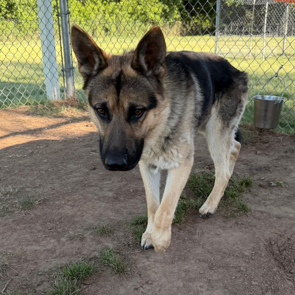 Enlarge Simba, a Adoptable German Shepherd Dog in Tulsa, OK image 6/6