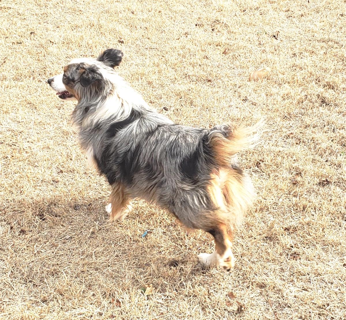 Enlarge Trigger (Adopted 3/19/26), an adopted Australian Shepherd in Norman, OK image 3/6