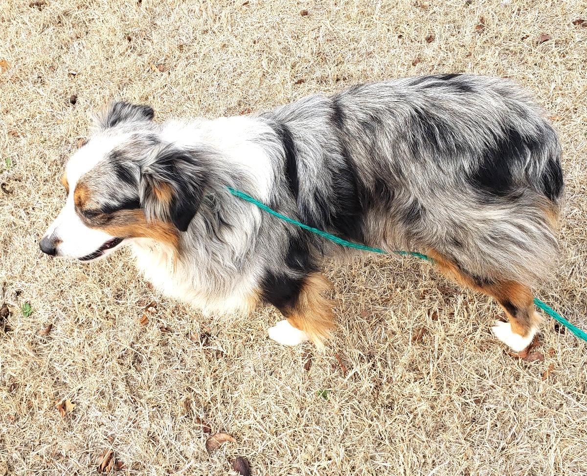 Enlarge Trigger (Adopted 3/19/26), an adopted Australian Shepherd in Norman, OK image 5/6