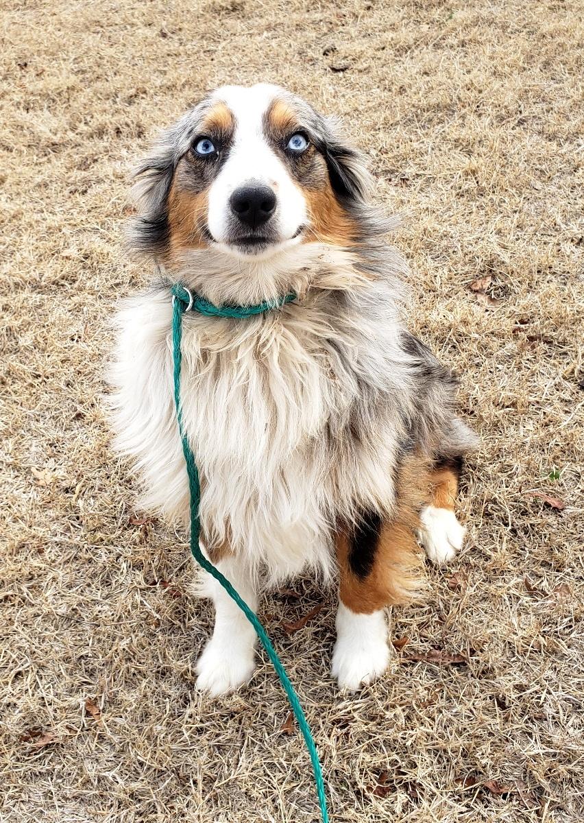 Enlarge Trigger (Adopted 3/19/26), an adopted Australian Shepherd in Norman, OK image 2/6