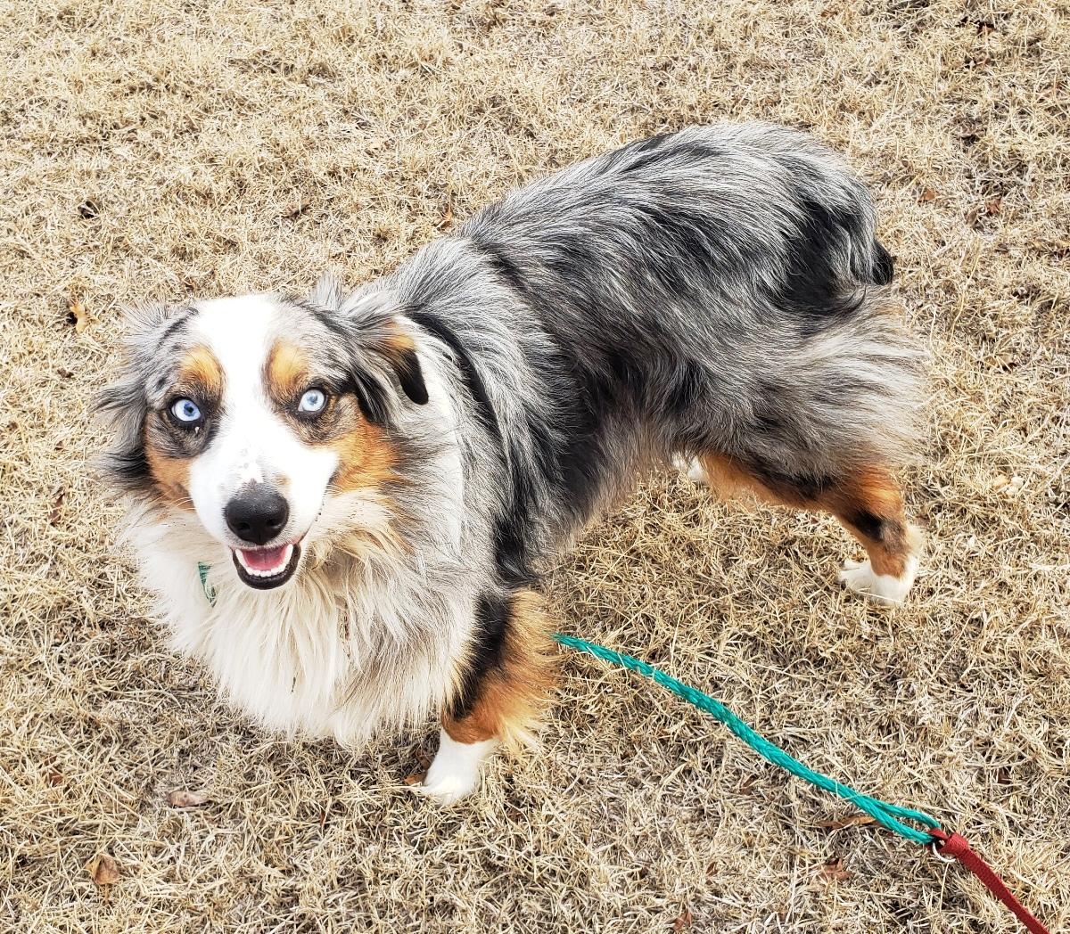 Enlarge Trigger (Adopted 3/19/26), an adopted Australian Shepherd in Norman, OK image 1/6