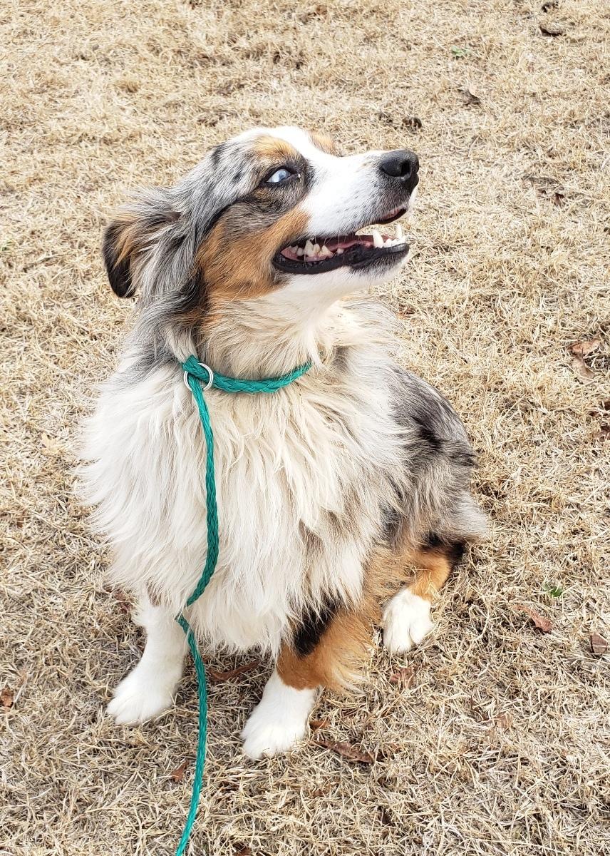 Enlarge Trigger (Adopted 3/19/26), an adopted Australian Shepherd in Norman, OK image 6/6