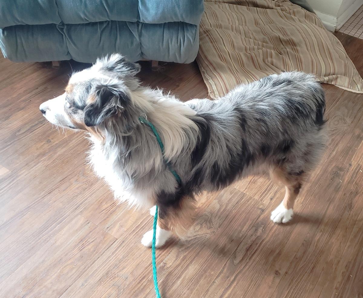 Enlarge Trigger (Adopted 3/19/26), an adopted Australian Shepherd in Norman, OK image 4/6