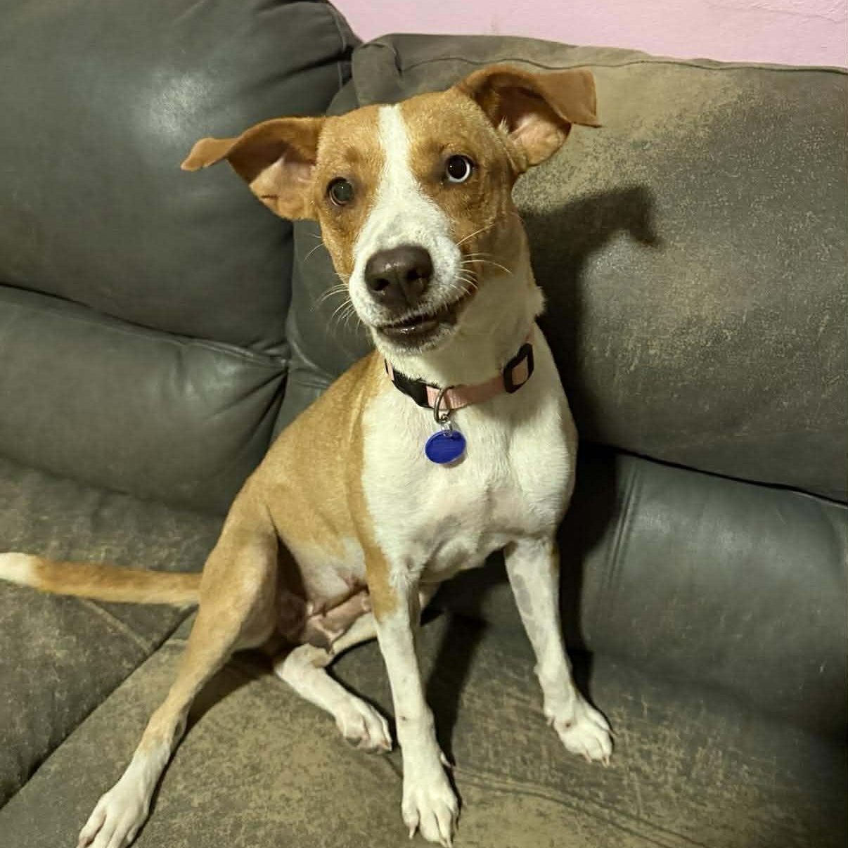 Dori, ADOPTABLE, Young Female Mixed Breed.