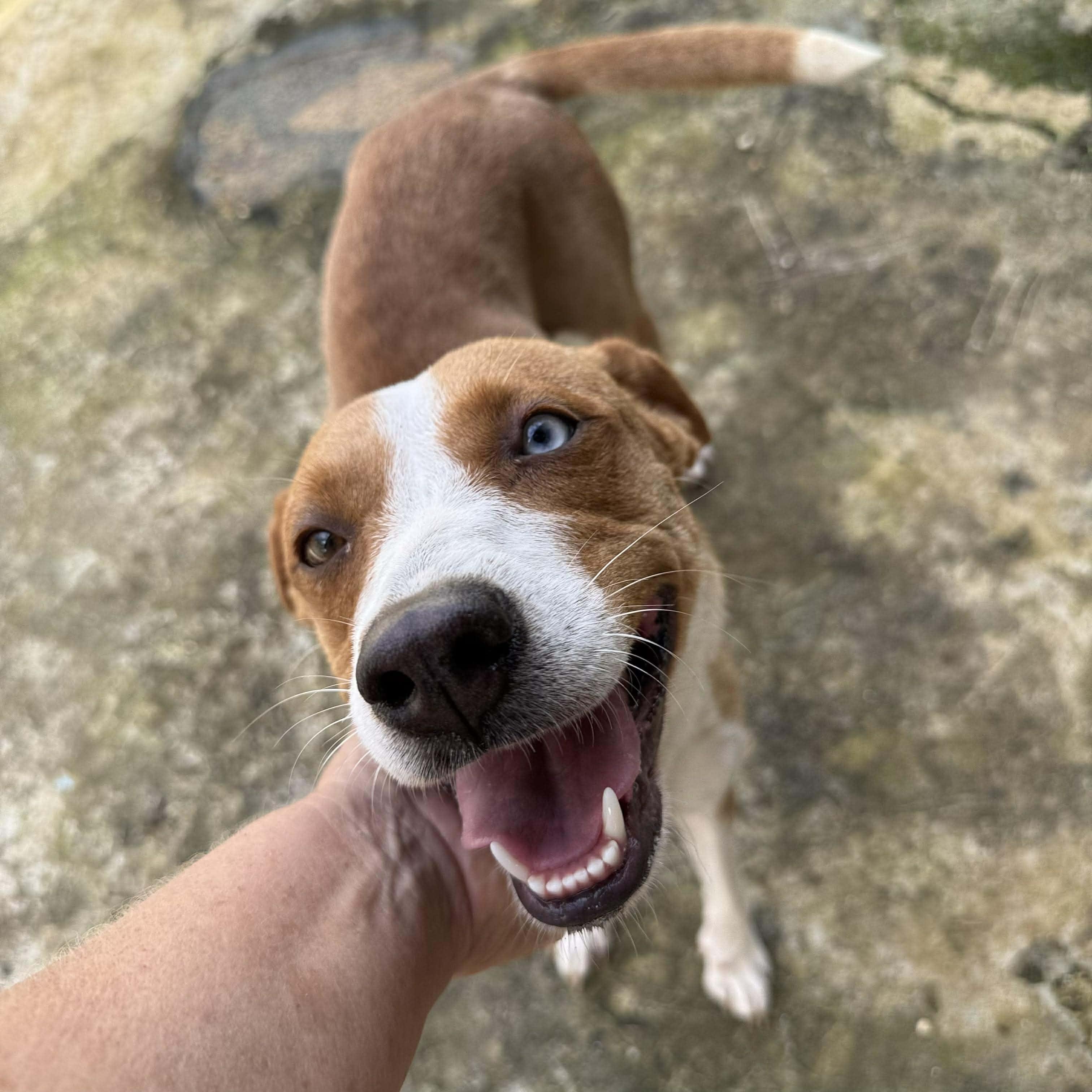 Enlarge Dori, a ADOPTABLE mixed breed in ISABELA, PR image 6/6