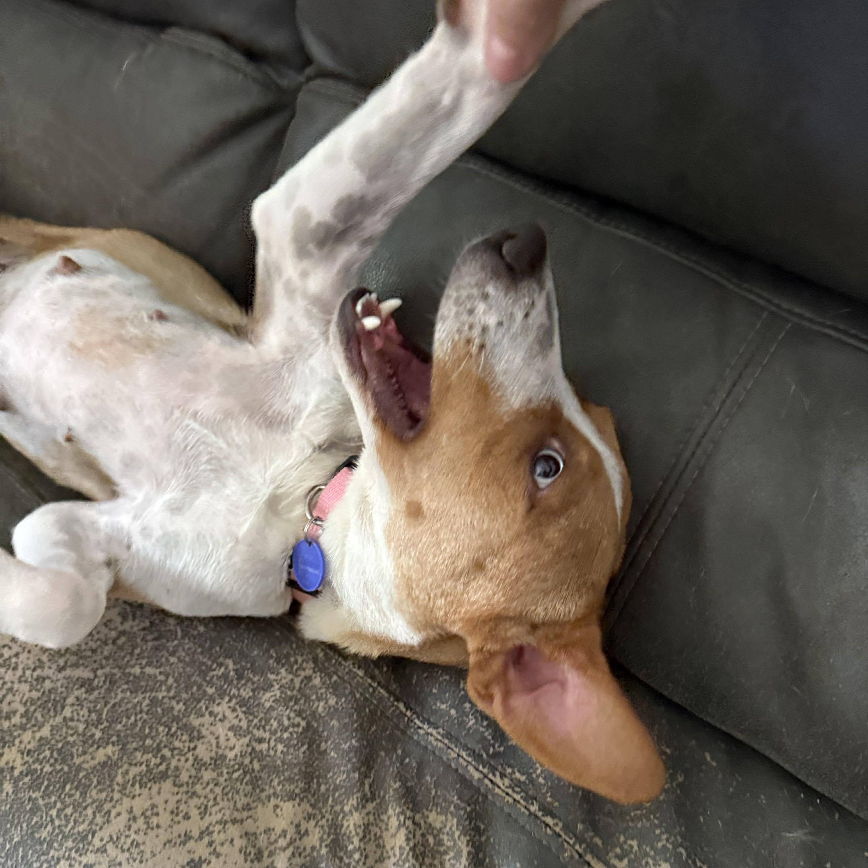 Enlarge Dori, a ADOPTABLE mixed breed in ISABELA, PR image 3/6