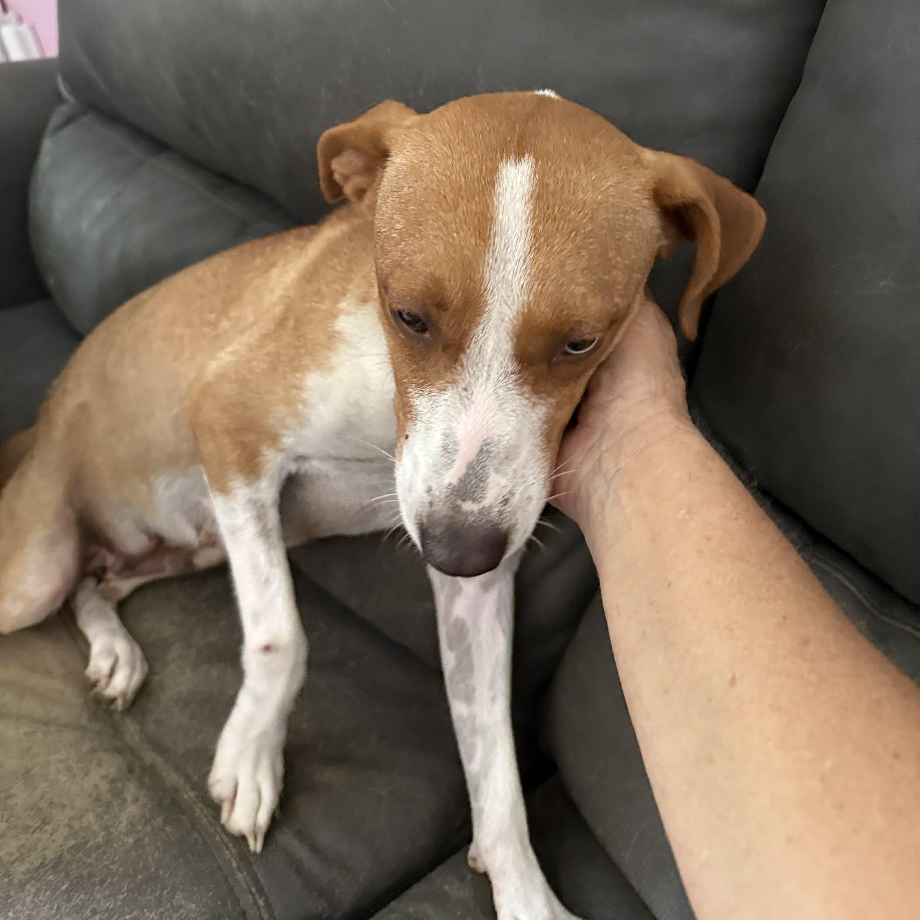 Enlarge Dori, a ADOPTABLE mixed breed in ISABELA, PR image 4/6