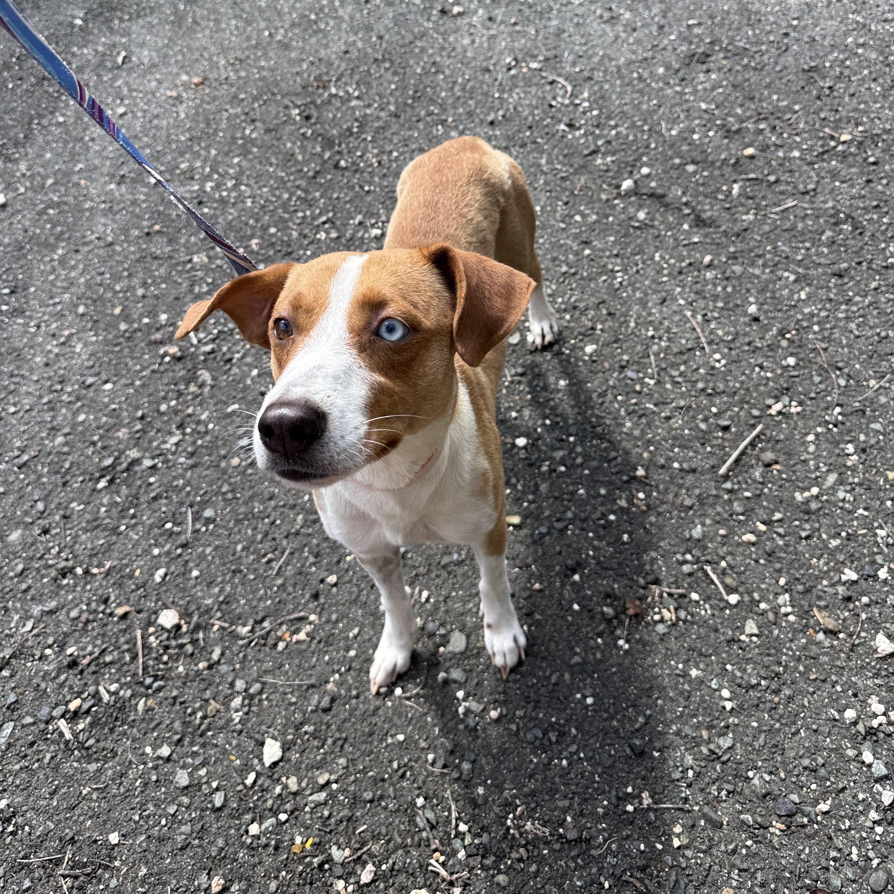 Enlarge Dori, a ADOPTABLE mixed breed in ISABELA, PR image 2/6