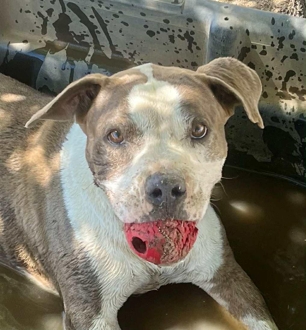 Enlarge Dorothy, a ADOPTABLE Pit Bull Terrier in Ashland, OR image 1/6