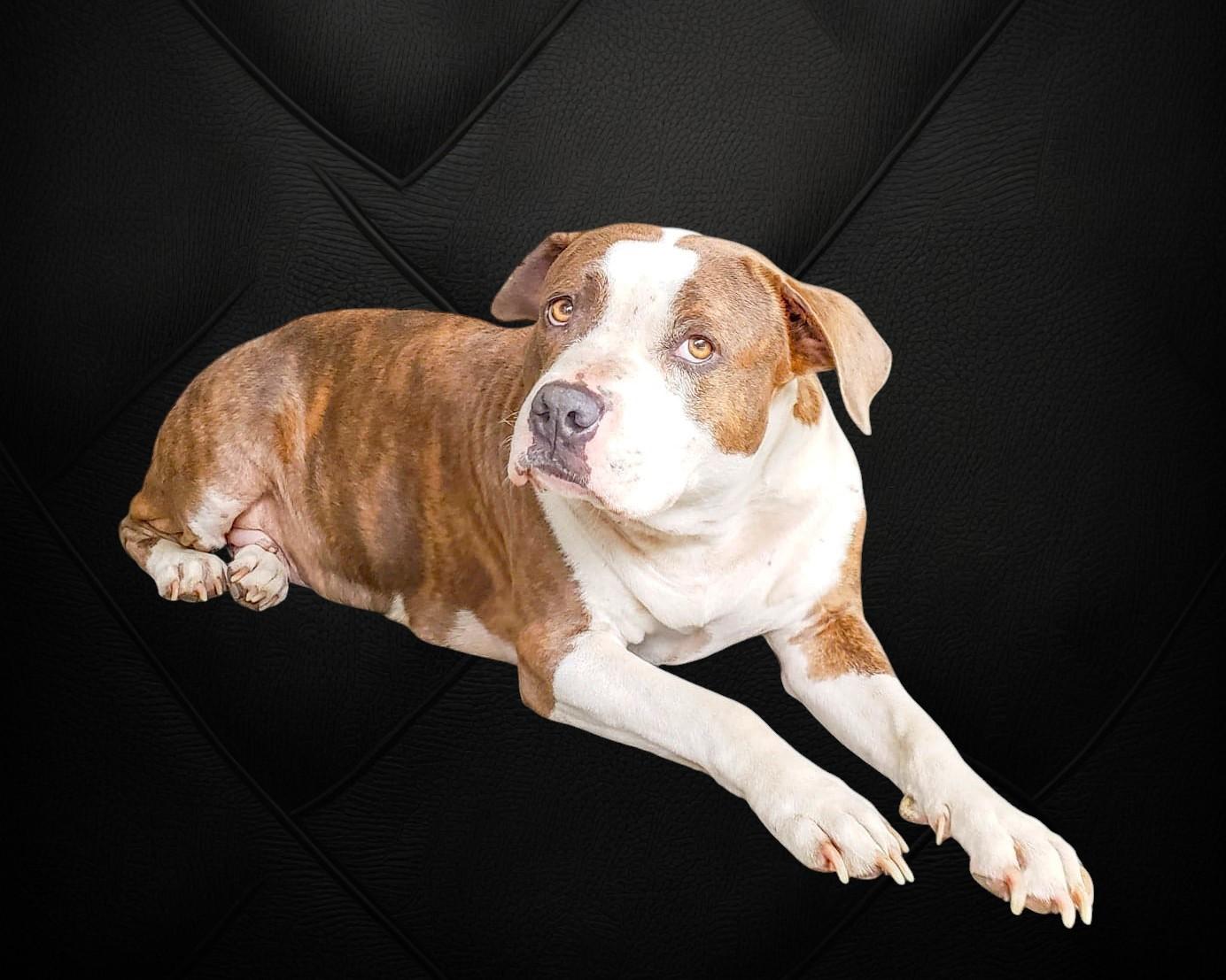 Enlarge Dorothy, a ADOPTABLE Pit Bull Terrier in Ashland, OR image 2/6