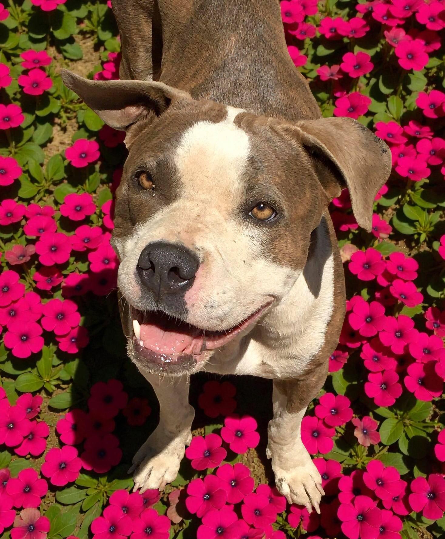 Enlarge Dorothy, a ADOPTABLE Pit Bull Terrier in Ashland, OR image 3/6
