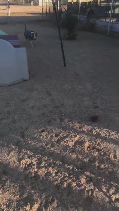 Enlarge Dorothy, a ADOPTABLE Pit Bull Terrier in Ashland, OR video 6/6