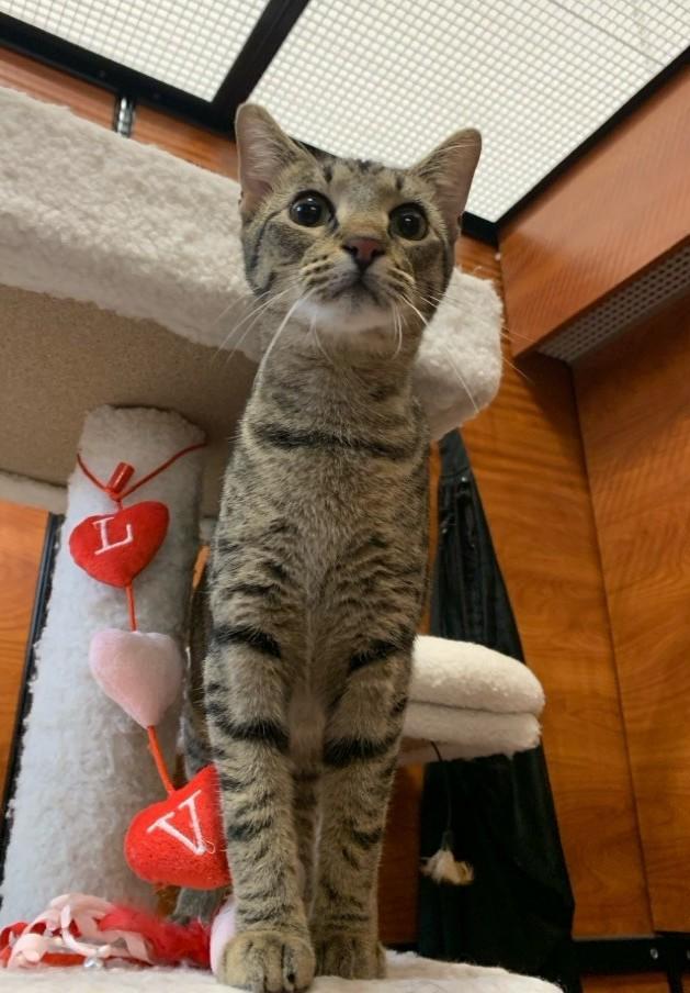 PARSLEY, Adoptable, Young Female Domestic Short Hair.