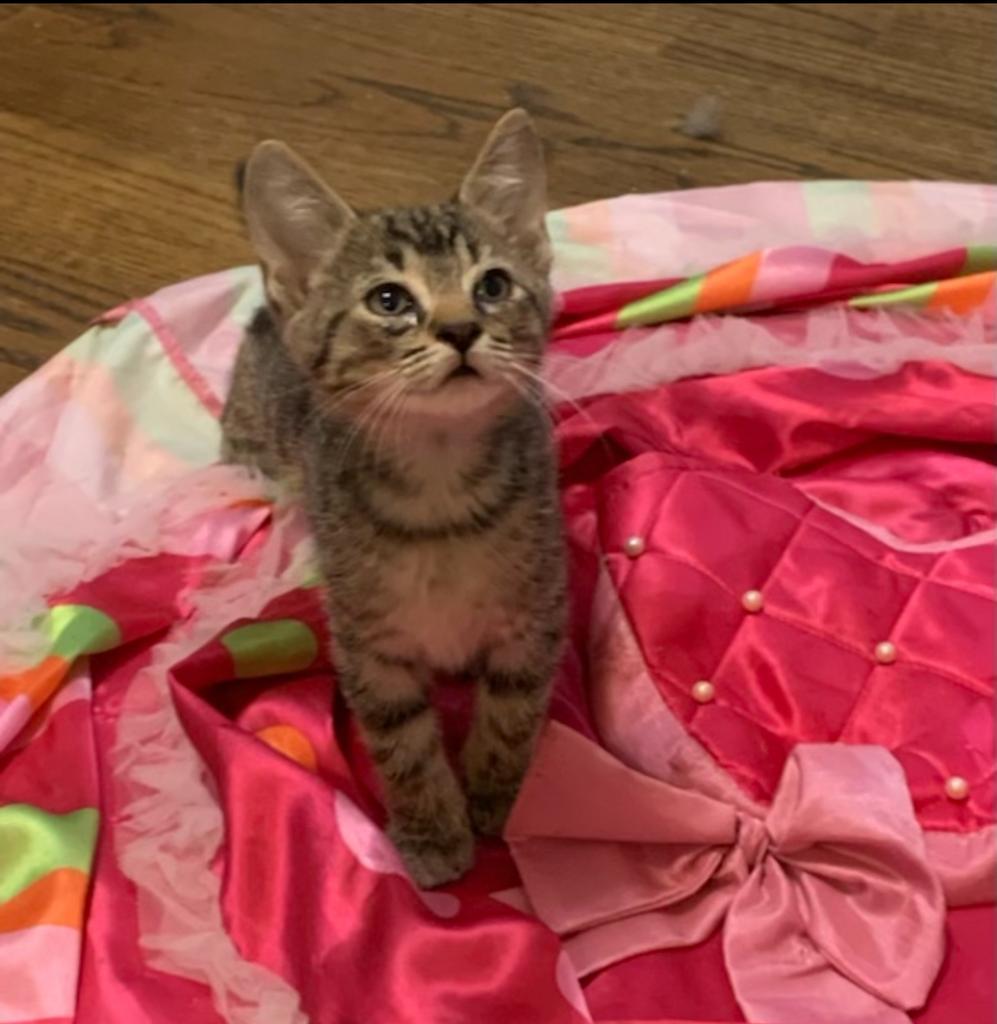 Enlarge PARSLEY, a Adoptable mixed breed in Florence, SC image 4/4