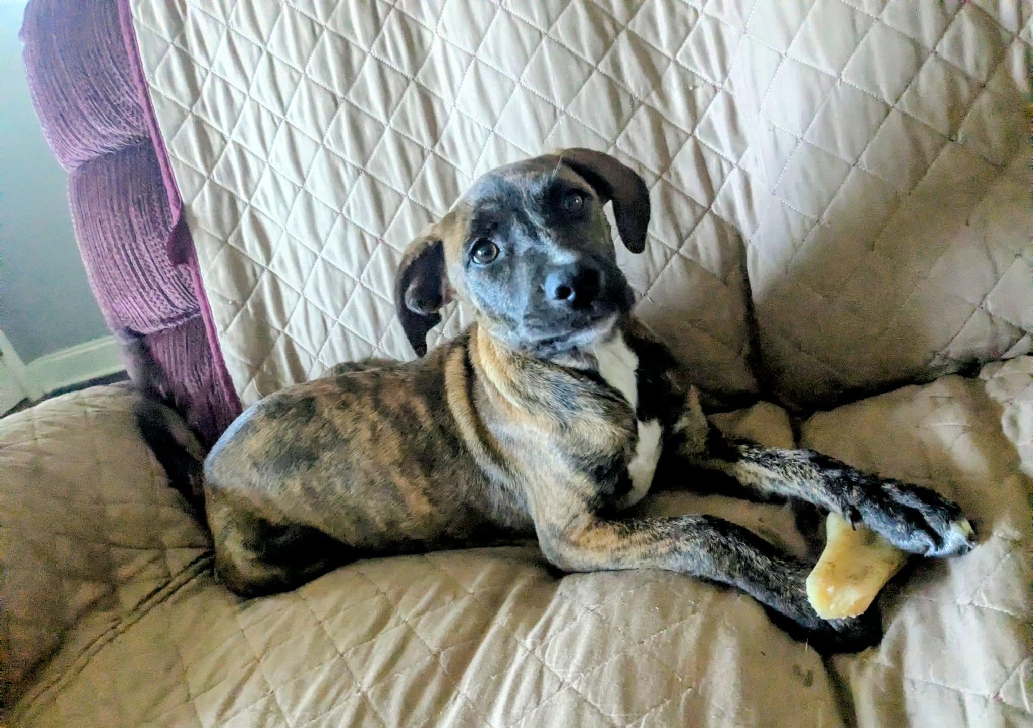 Enlarge Moon Pie, an adopted mixed breed in Pensacola, FL image 4/4
