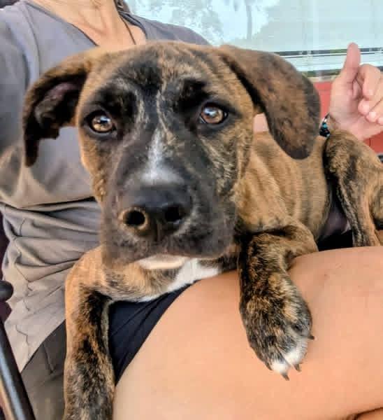 Enlarge Moon Pie, an adopted mixed breed in Pensacola, FL image 1/4