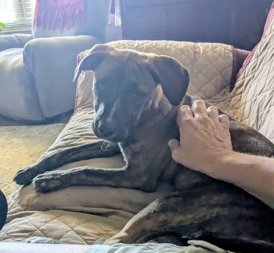 Enlarge Moon Pie, an adopted mixed breed in Pensacola, FL image 2/4