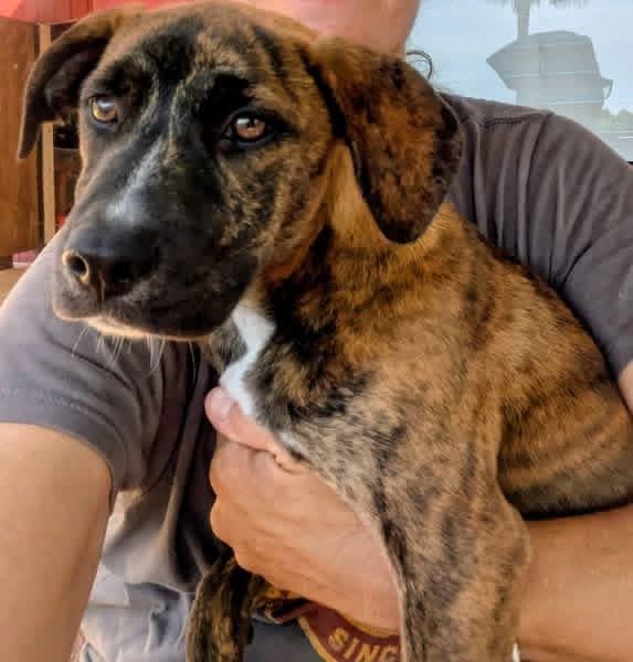 Enlarge Moon Pie, an adopted mixed breed in Pensacola, FL image 3/4