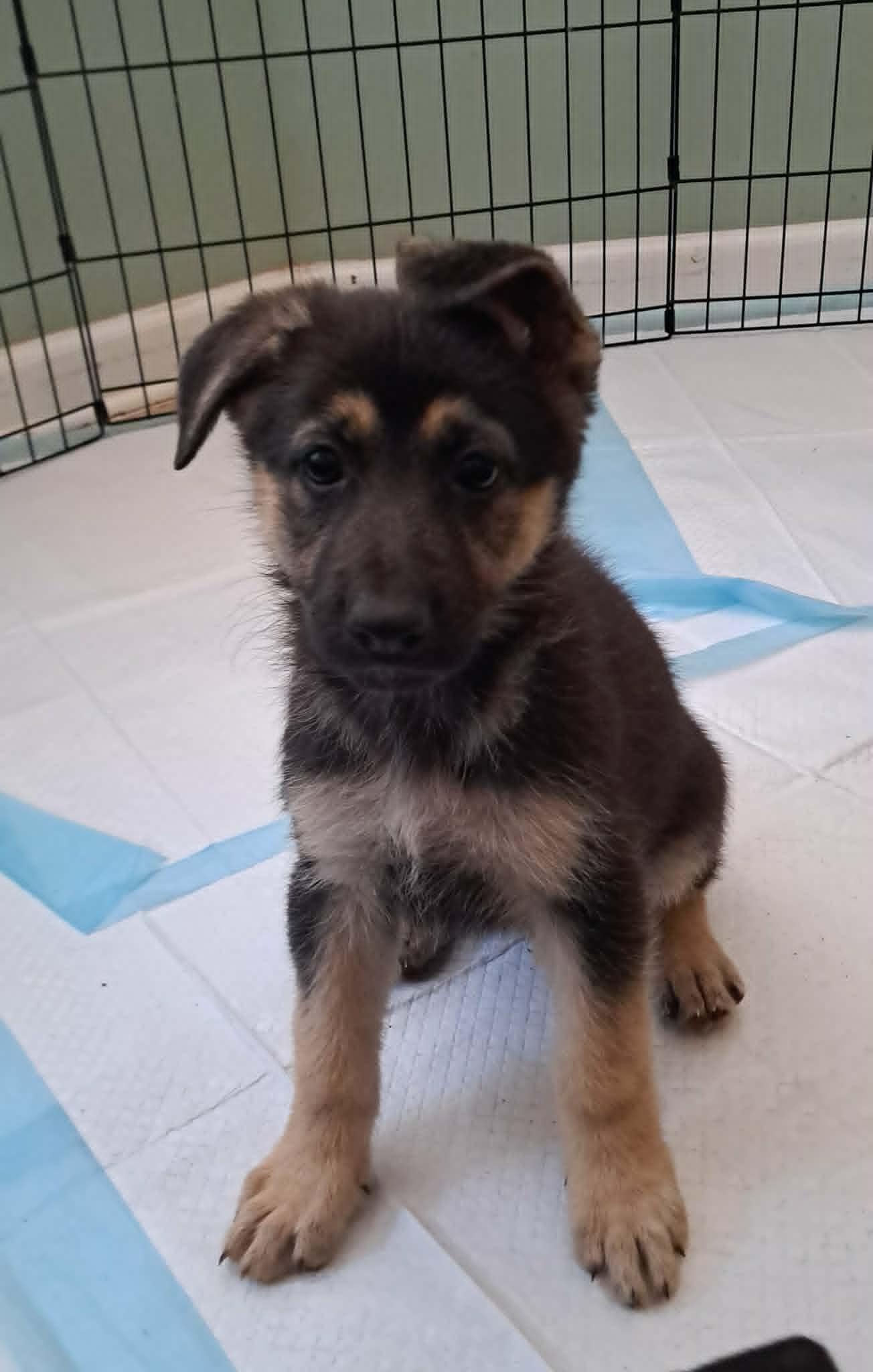 Enlarge Primrose, a Adoptable German Shepherd Dog in Winston-Salem, NC image 5/6
