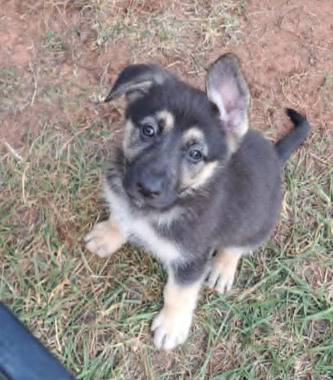 Enlarge Primrose, a Adoptable German Shepherd Dog in Winston-Salem, NC image 4/6