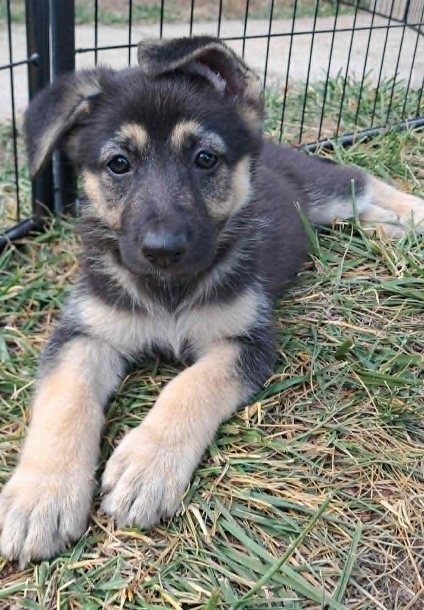 Enlarge Primrose, a Adoptable German Shepherd Dog in Winston-Salem, NC image 2/6