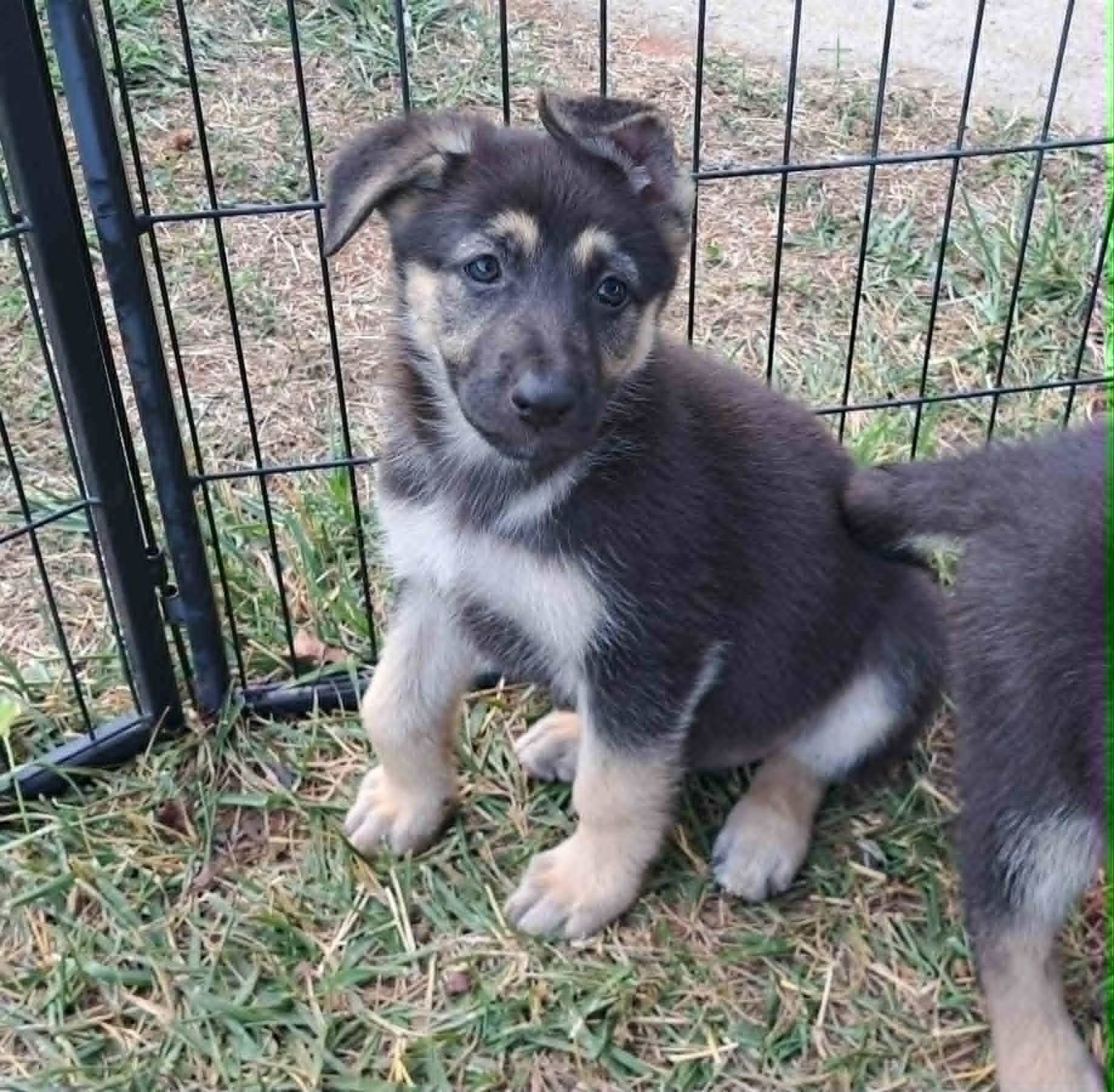 Primrose, Adoptable, Puppy Female German Shepherd Dog.