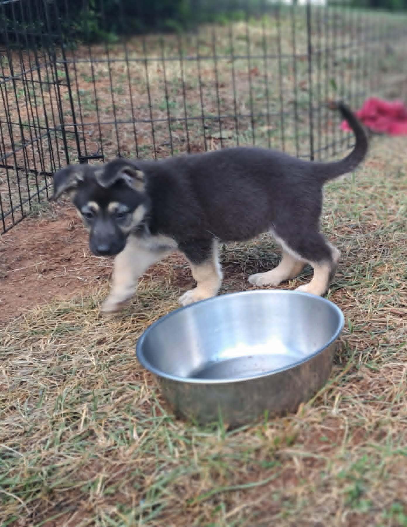 Enlarge Primrose, a Adoptable German Shepherd Dog in Winston-Salem, NC image 3/6