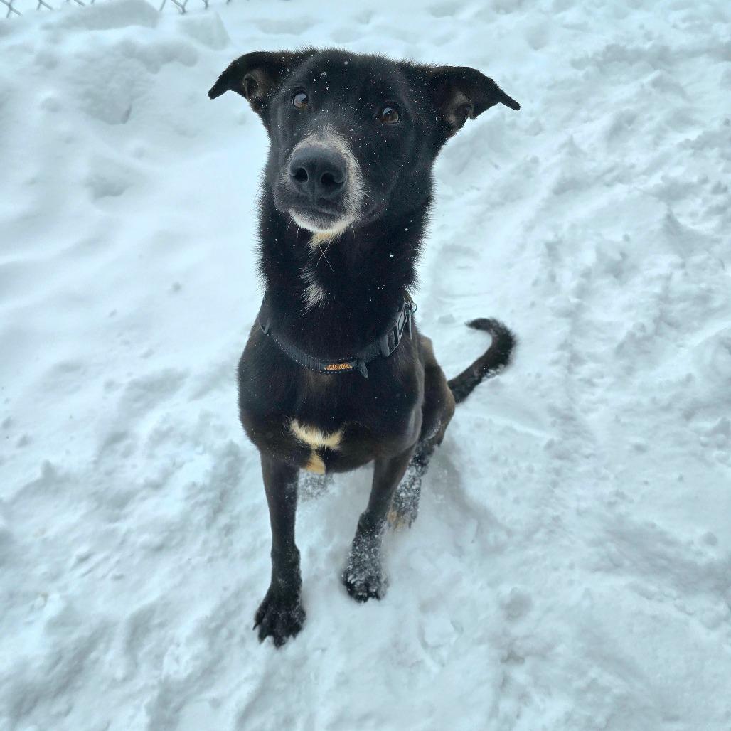 Bubbles, Adoptable, Adult Female German Shepherd Dog & Husky.