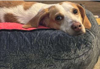 Trixie — thumbnail 2