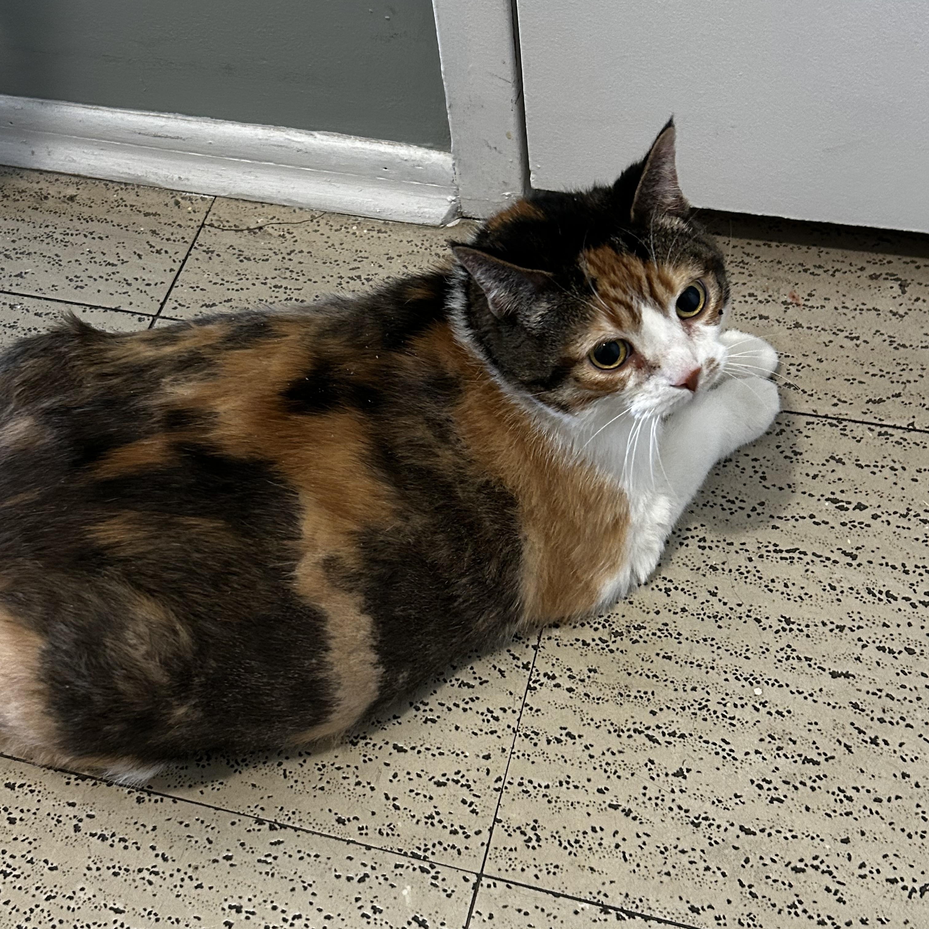 Enlarge Tilly, a ADOPTABLE Calico in Richmond Hill, ON image 3/3