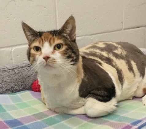 Enlarge Tilly, a ADOPTABLE Calico in Richmond Hill, ON image 1/3