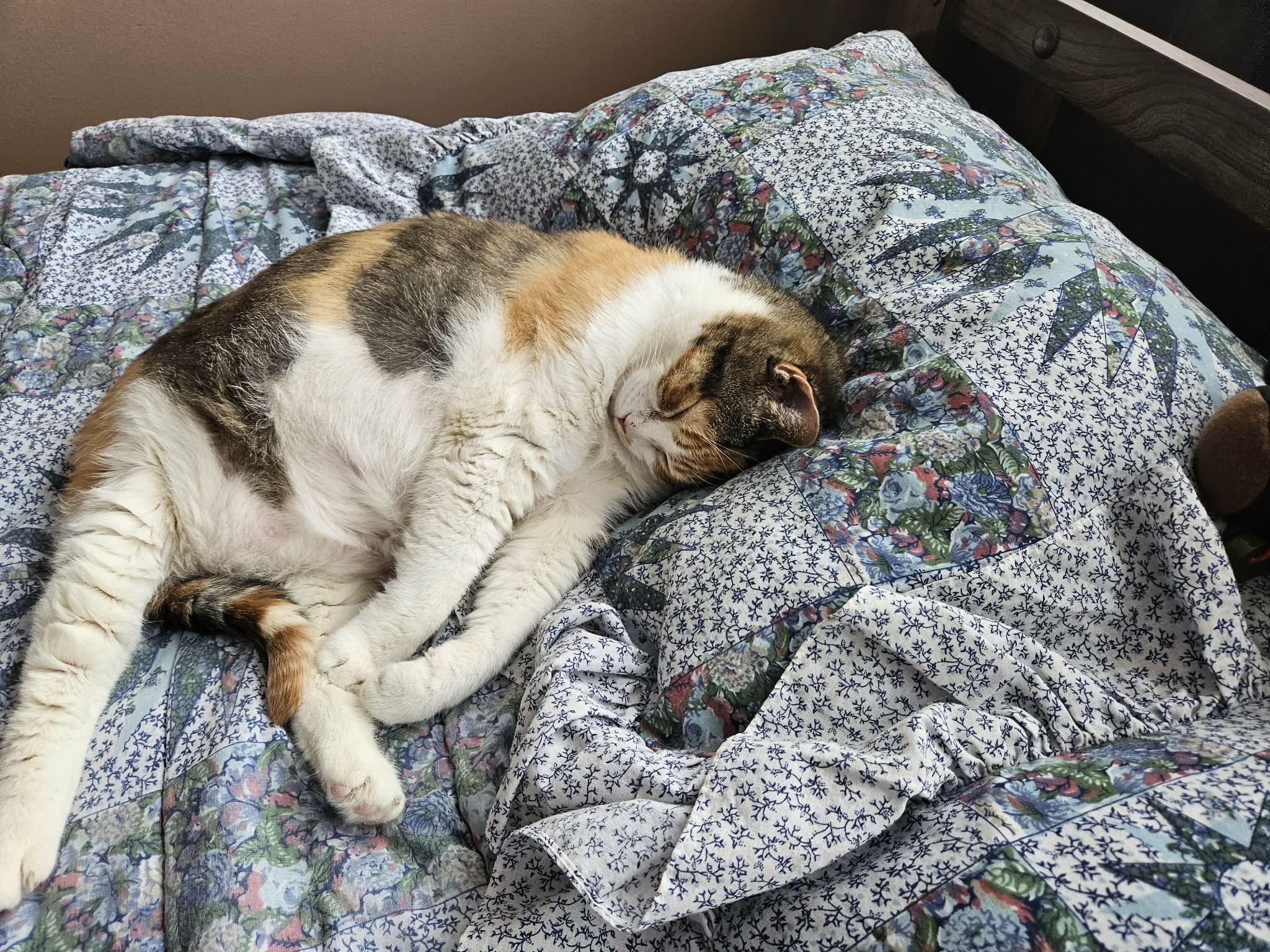 Enlarge Tilly, a ADOPTABLE Calico in Richmond Hill, ON image 2/3