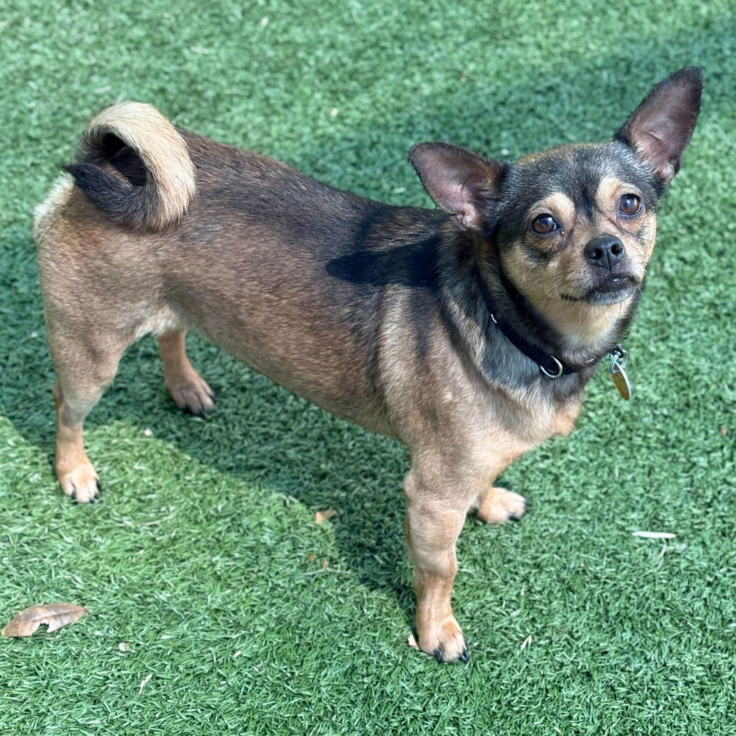 Maura Higgins, ADOPTABLE, Adult Female Chihuahua.