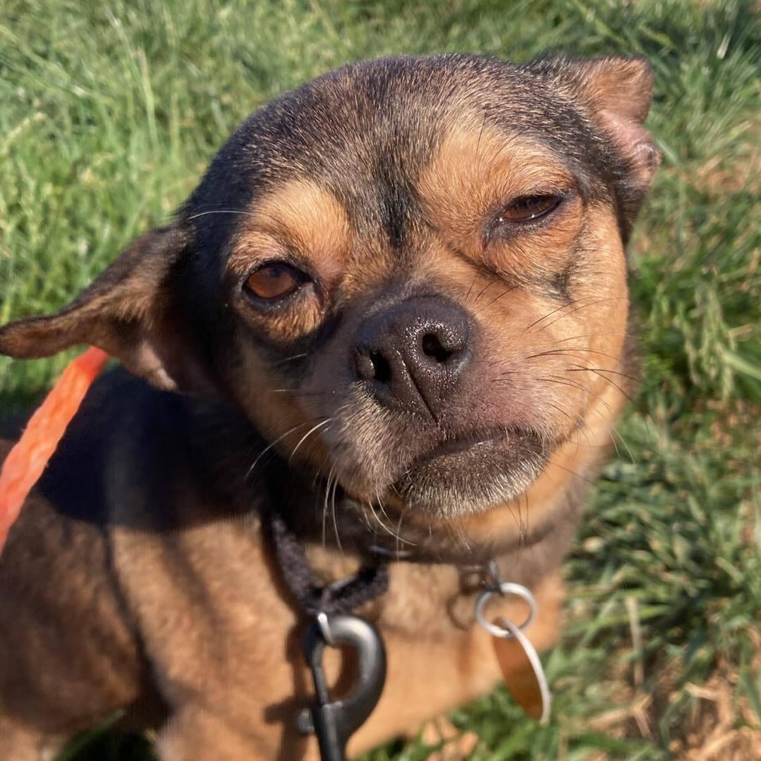 Enlarge Maura Higgins, a ADOPTABLE Chihuahua in Brooklyn, NY image 5/5