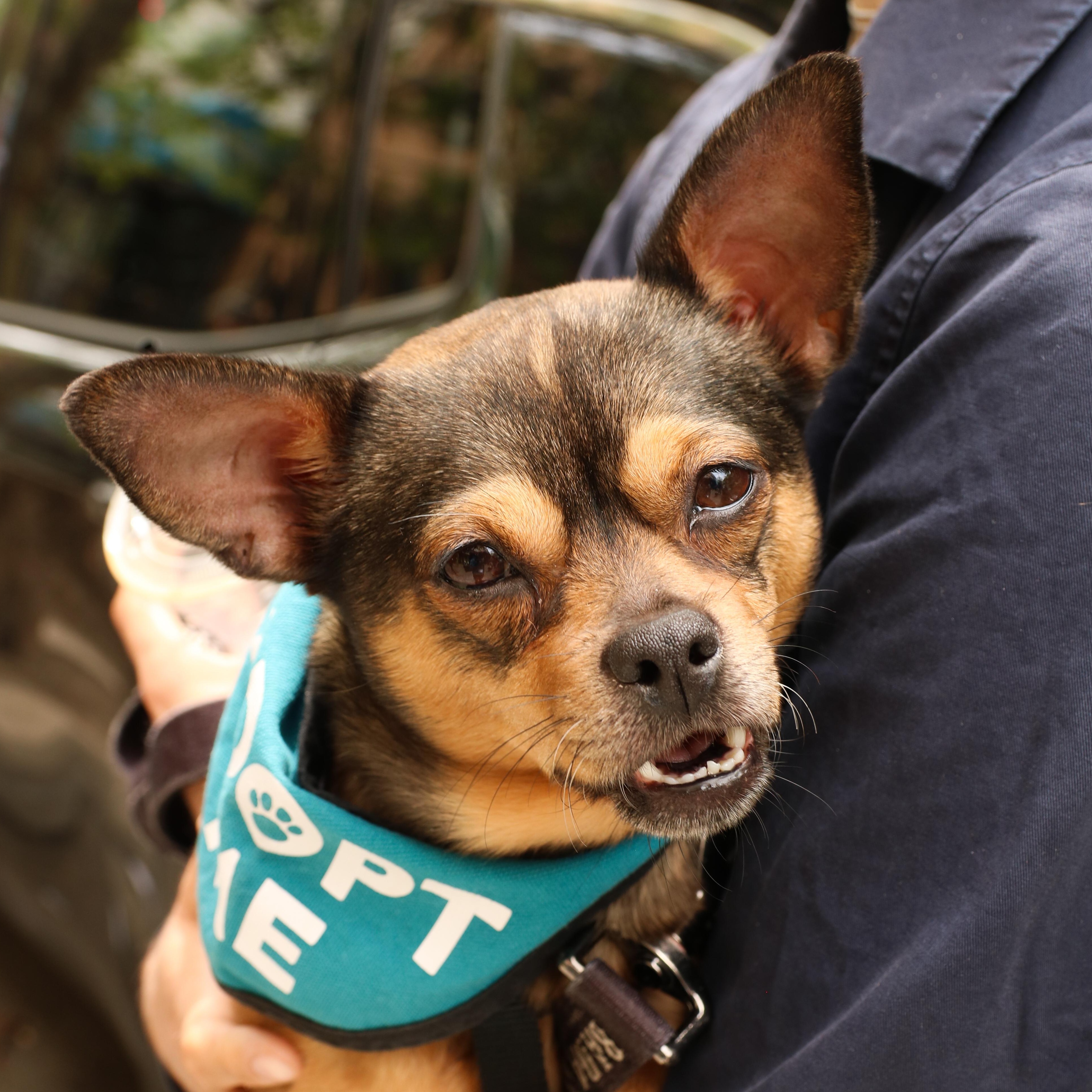 Maura Higgins, ADOPTABLE, Adult Female Chihuahua.