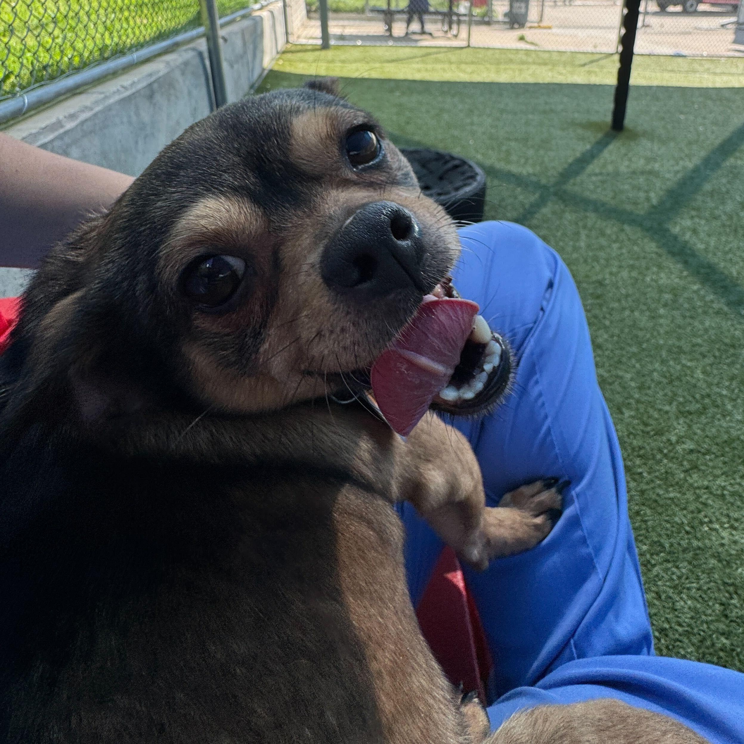 Enlarge Maura Higgins, a ADOPTABLE Chihuahua in Brooklyn, NY image 3/5