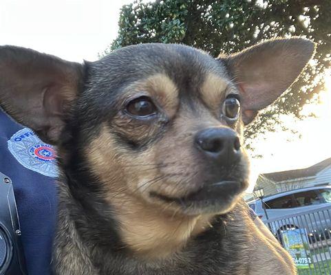 Enlarge Maura Higgins, a ADOPTABLE Chihuahua in Brooklyn, NY image 2/5