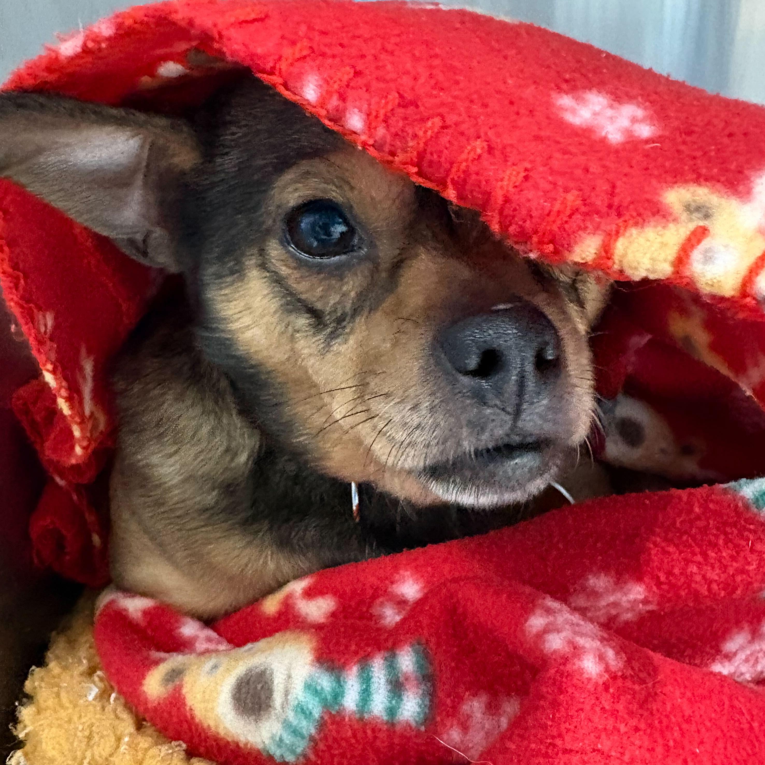 Enlarge Maura Higgins, a ADOPTABLE Chihuahua in Brooklyn, NY image 4/5